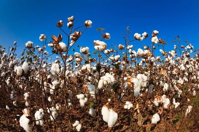 2022/23年度棉花收购市场出现哪些新变化?
