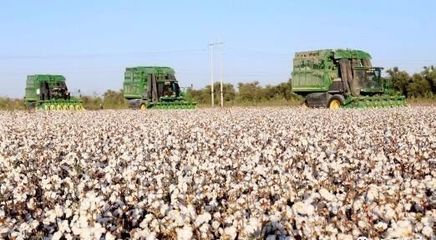 近日籽棉价格有所上涨!今年绒长好于历年,新疆地区籽棉收购均价统计表