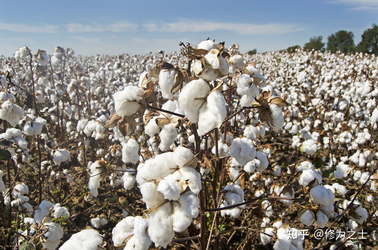 新疆种植棉花的风险是什么?
