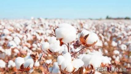 HM集团针对新疆棉花,背后的阳谋和阴谋,涉及700万人口生计