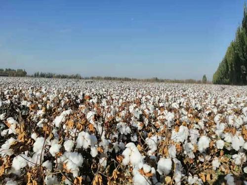 陕棉集团:新疆君泽集团疫情防控和棉花收购两不误_加工