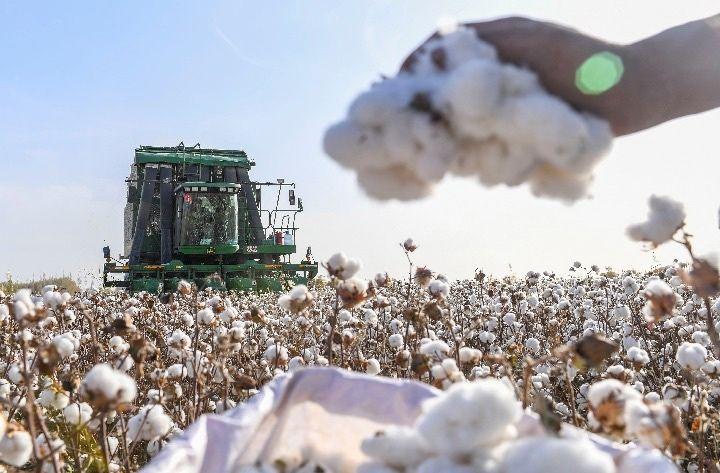 农发行累放棉花收购贷款2878亿元,促进棉花产业高质量发展