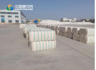 新疆生产建设兵团一师:籽棉开秤收购 价格较高于去年