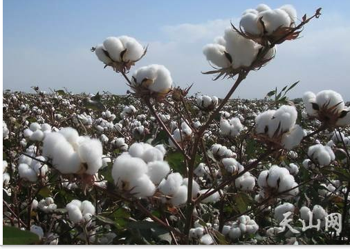 从调查来看,疆内大部分棉花加工企业,贸易商反映今年籽棉收购量较2017