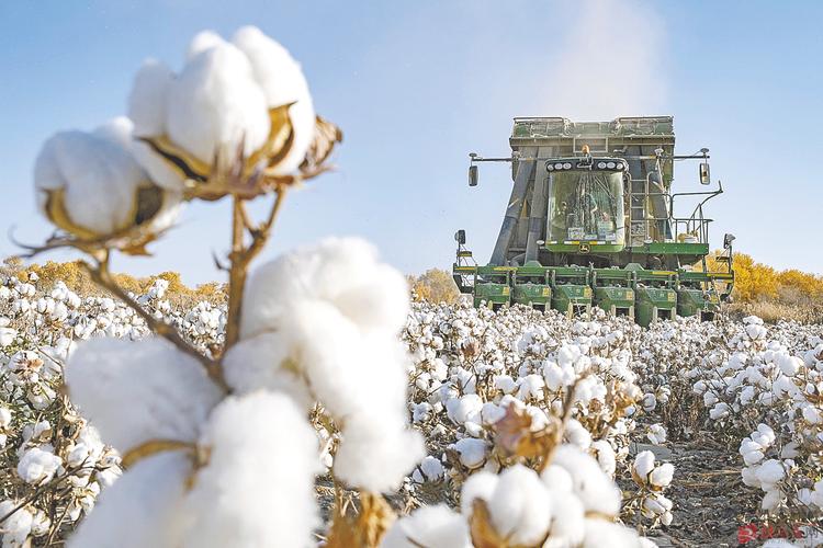 又是一年秋收季,沙雅县棉花陆续采收,采棉机在棉田穿梭,轧花厂收购